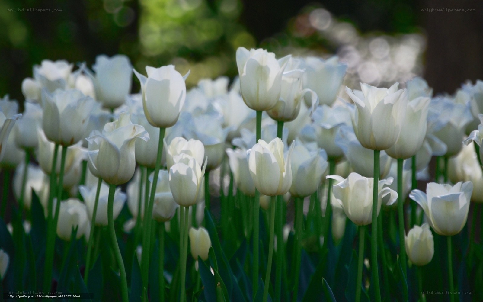 White tulips in a garden