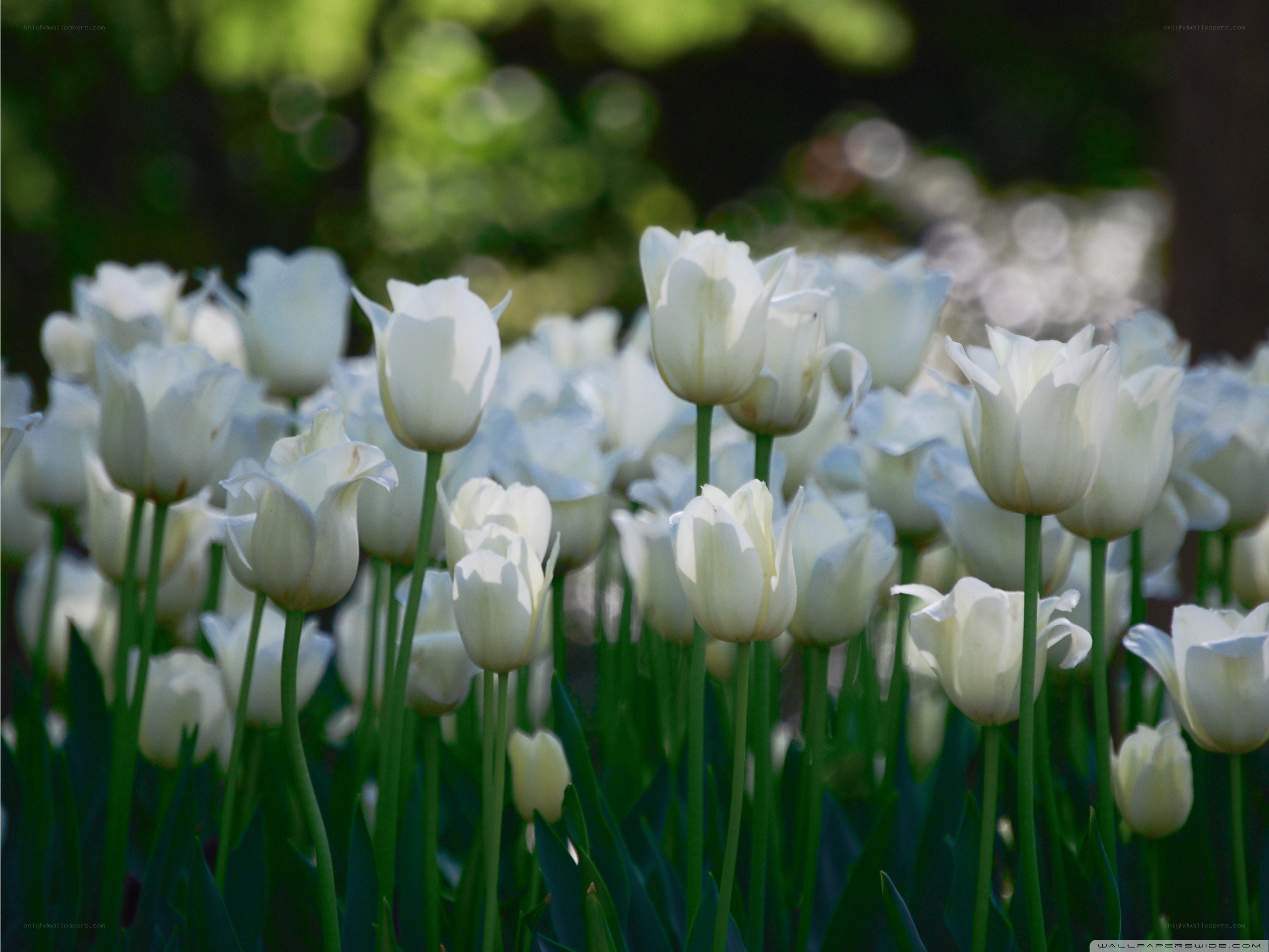 white tulips in a garden