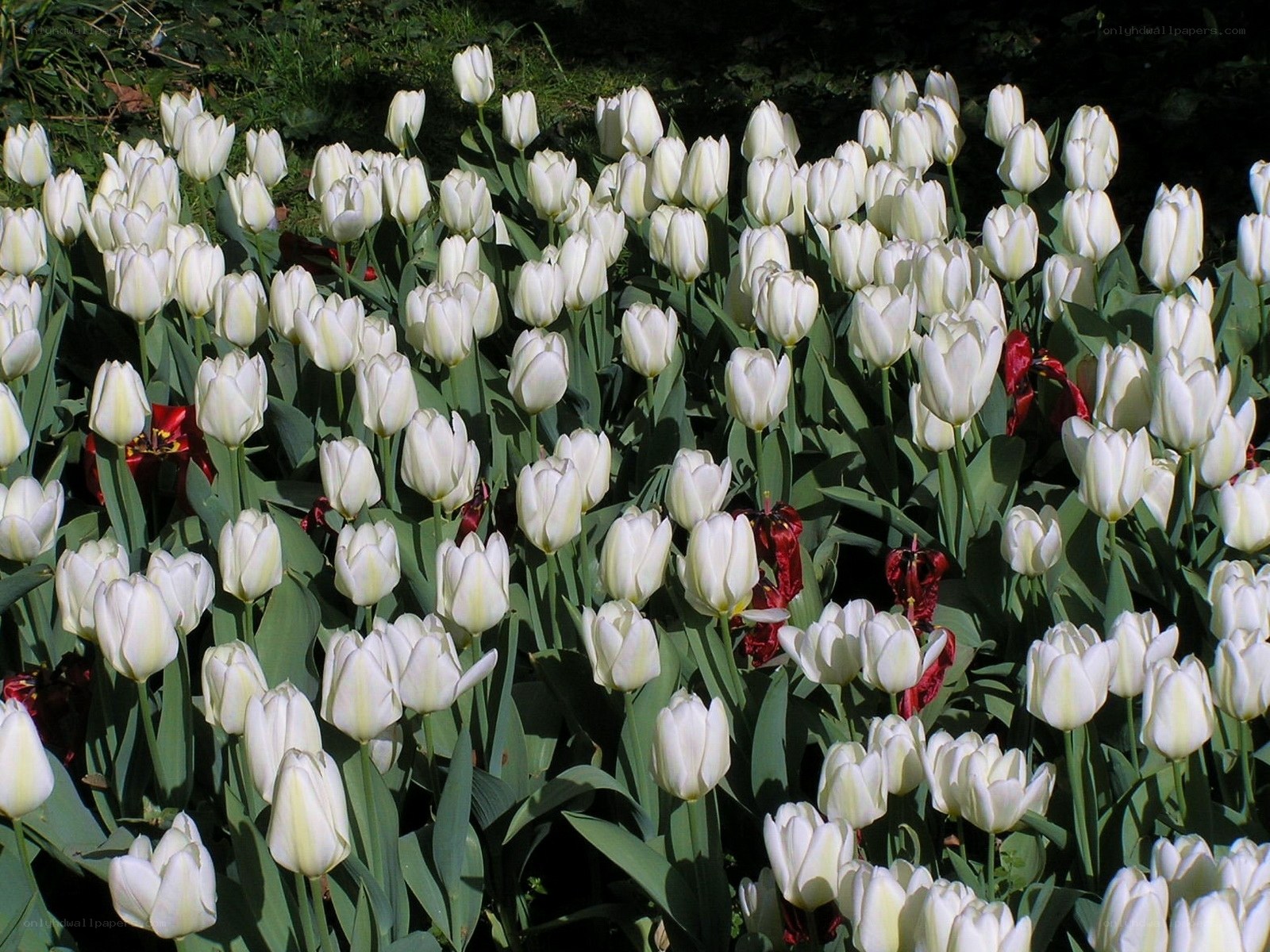white tulips in a garden