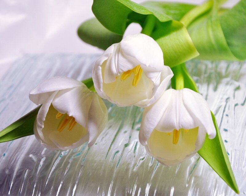 white tulips in a glass vase