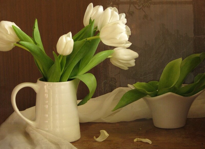 White Tulips in a Pitcher — Serene, Photograph
