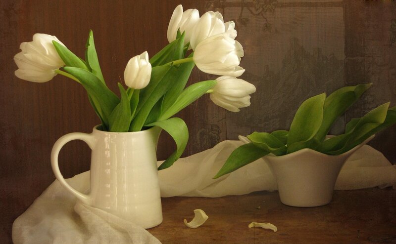 White tulips in a pitcher