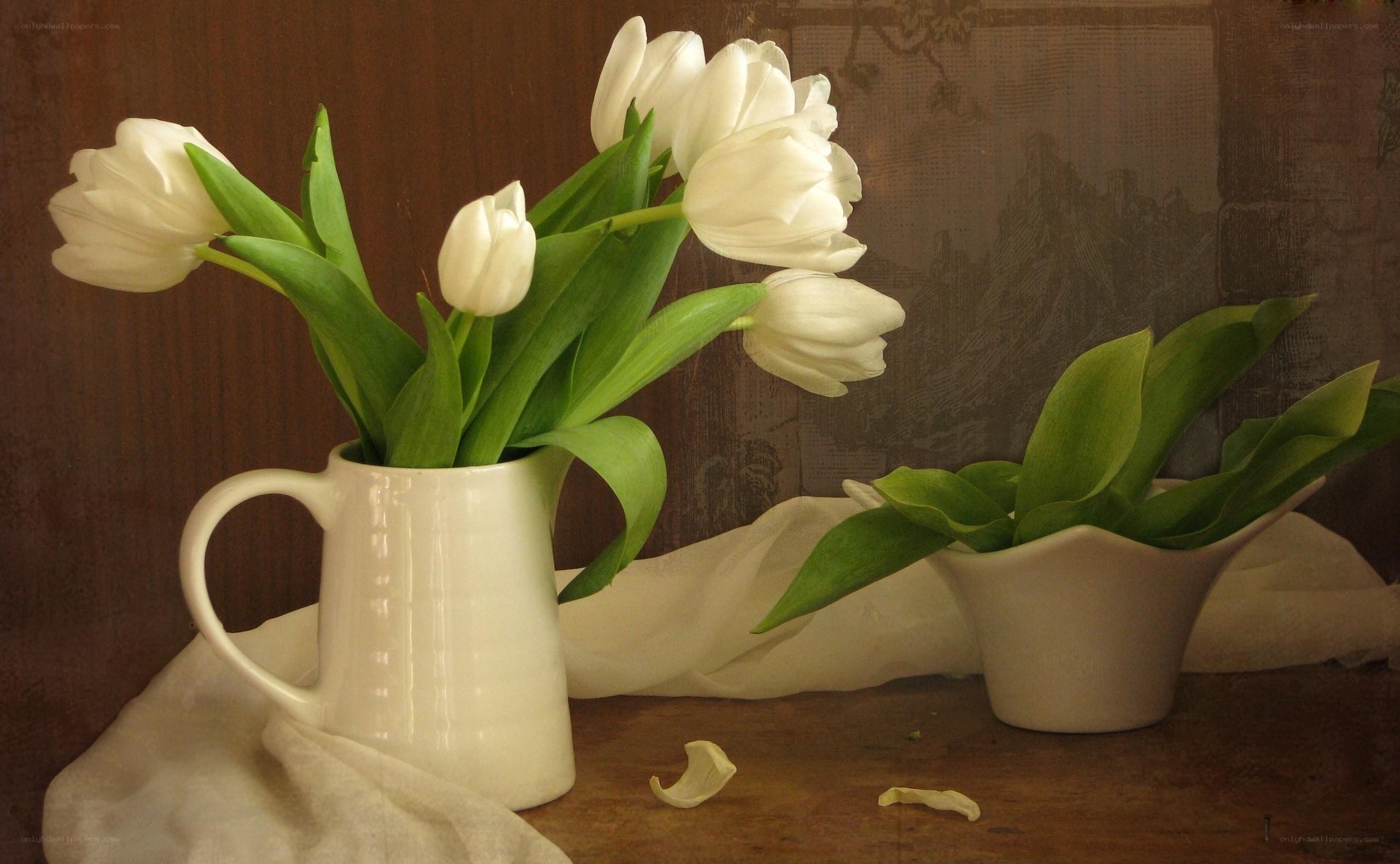 White tulips in a pitcher