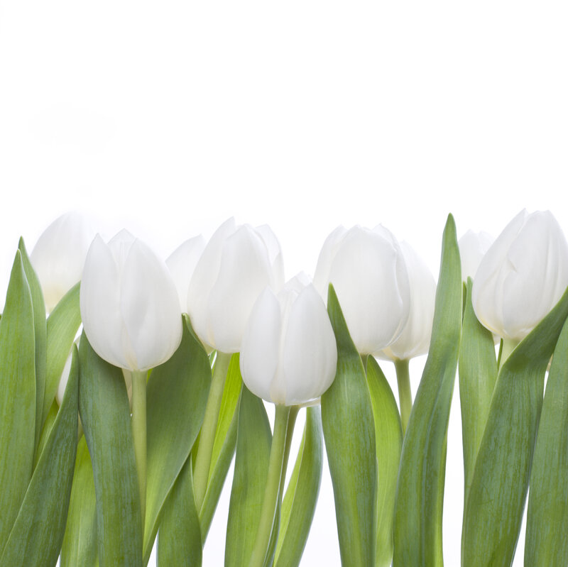 White Tulips in a Row