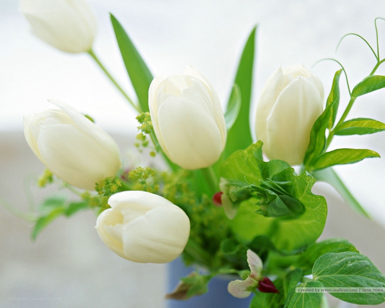 White tulips in a vase