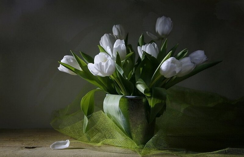 White tulips in a vase