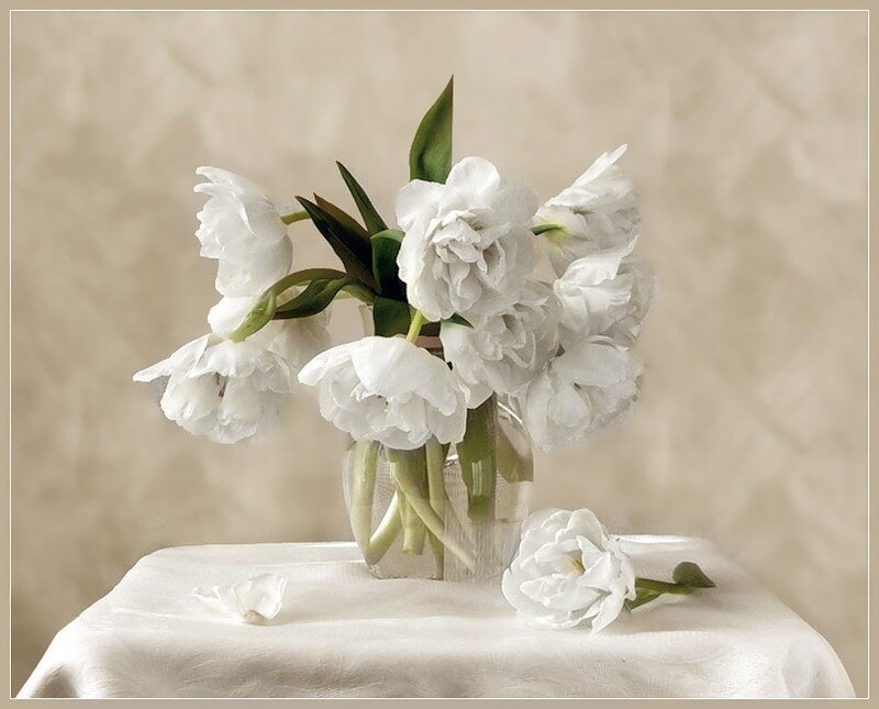 White tulips in a vase