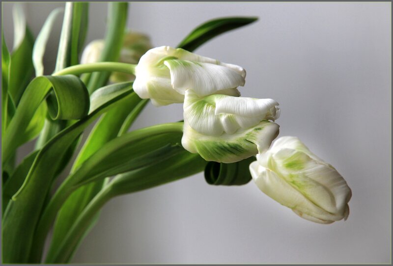 White Tulips in a Vase — Calm