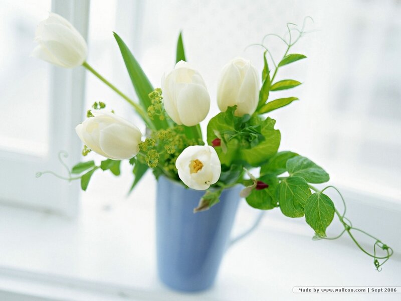 White Tulips in a Vase — Serene, Morning