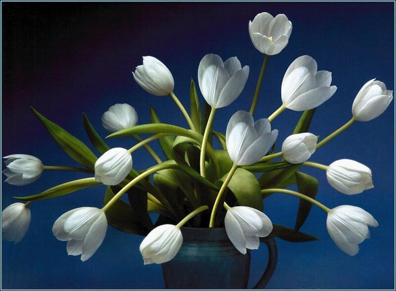 White Tulips in a Vase — Serene, Photograph, Green Leaves