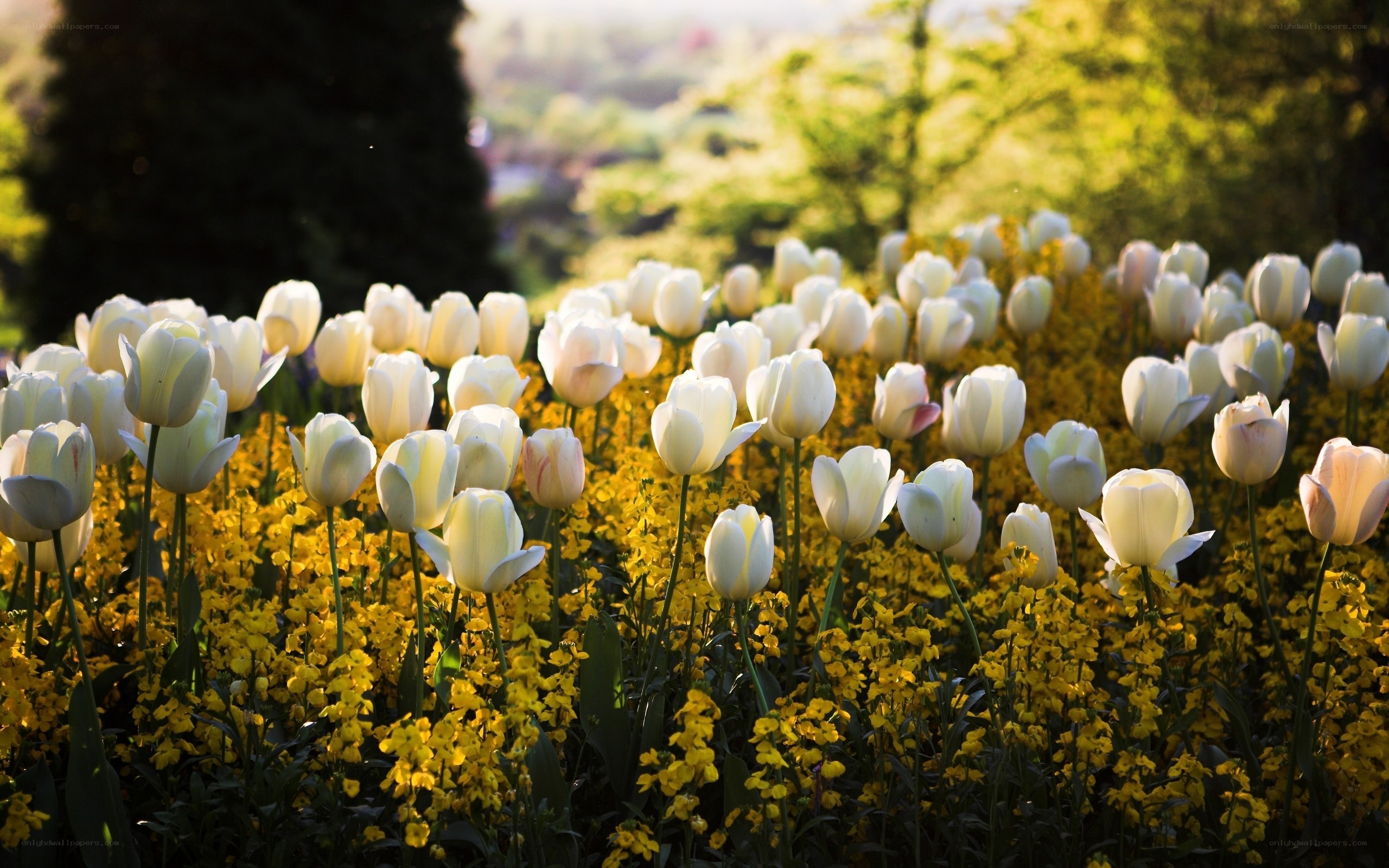 White tulips in a yellow field