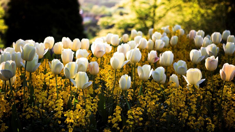 white tulips in a yellow field
