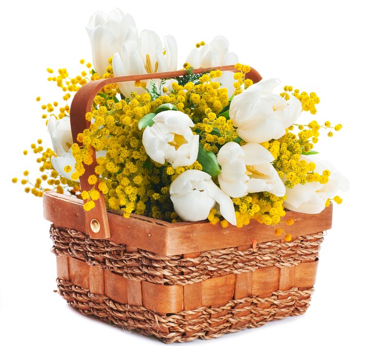White Tulips in Basket — Calm, Spring