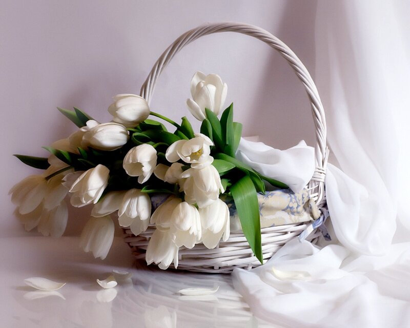 White Tulips in Basket — Serene, Photograph