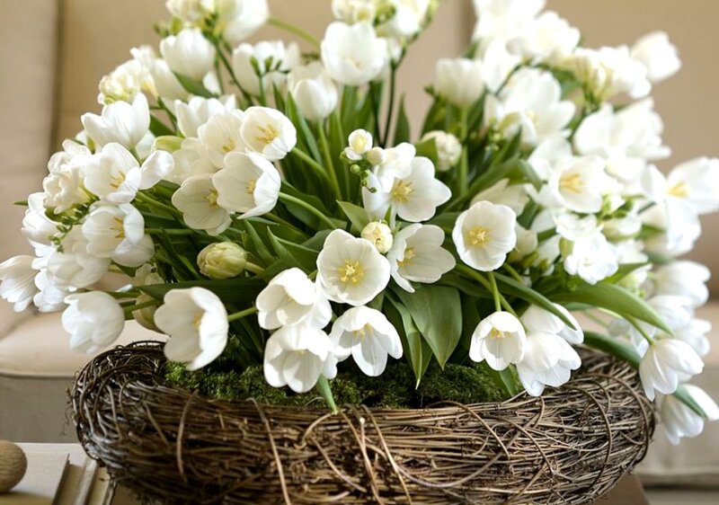 White Tulips in Basket — Serene, Spring, Photograph, Moss