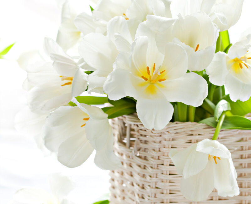 White Tulips in Basket — Serene, Spring, Photograph