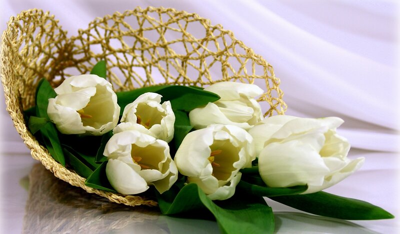 White Tulips in Basket — Serene