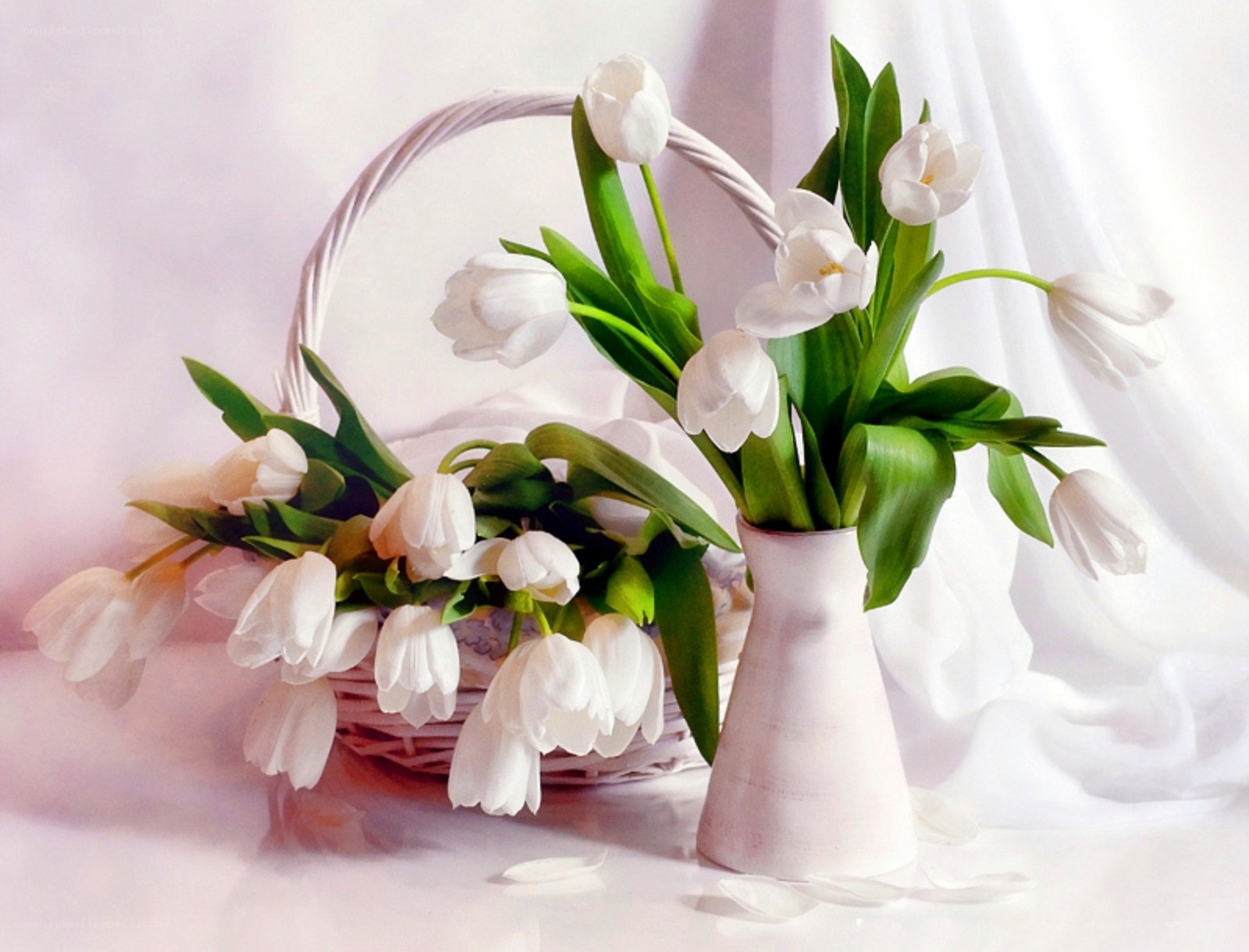 White tulips in basket