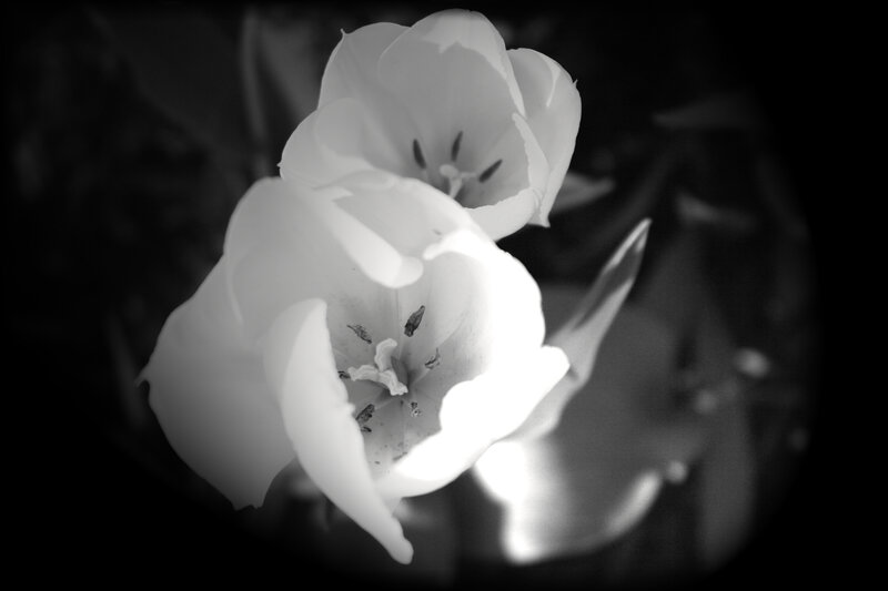 white tulips in black and white