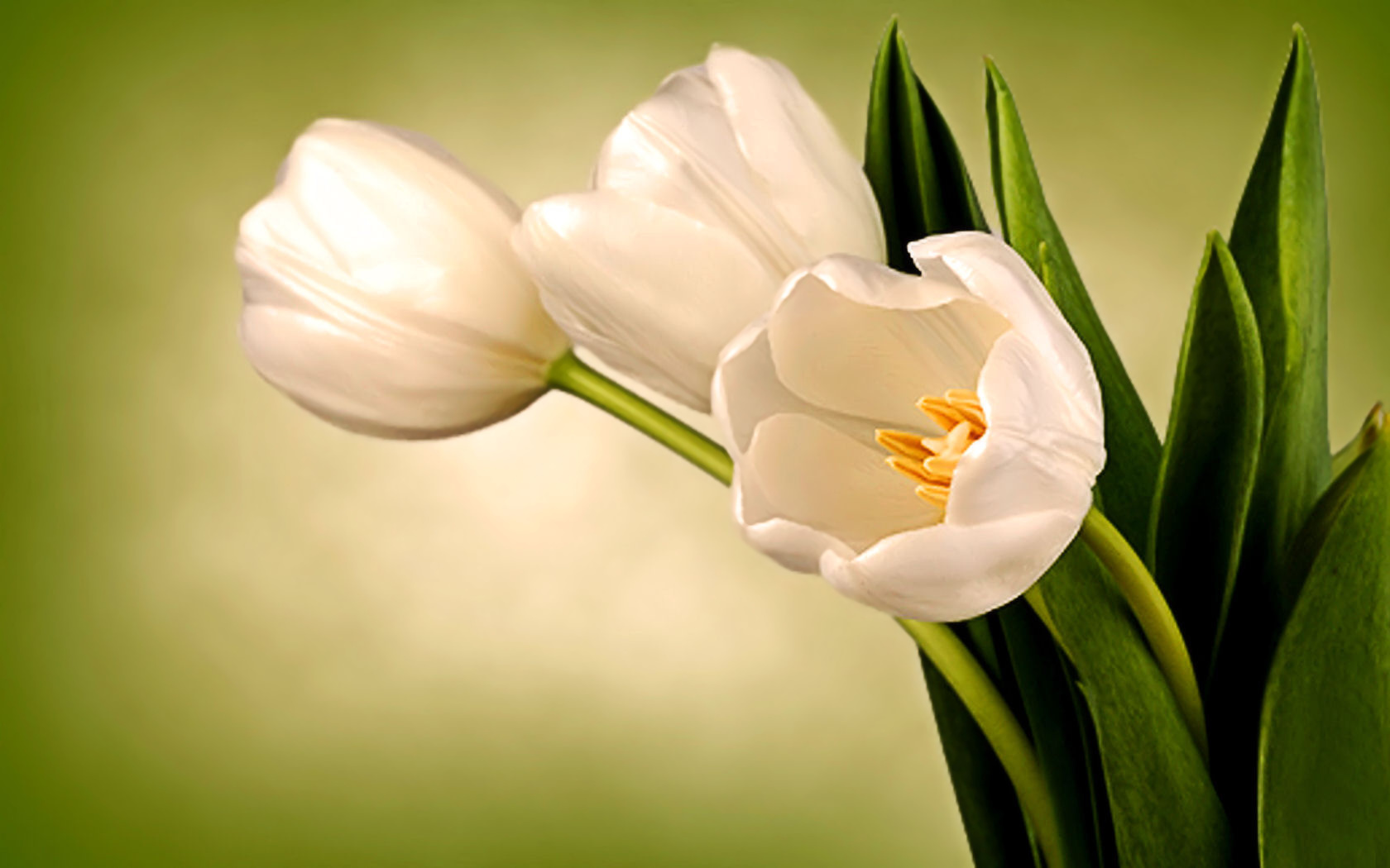 white tulips in bloom