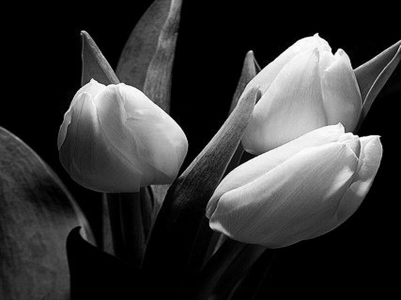 White Tulips in Bloom — Black