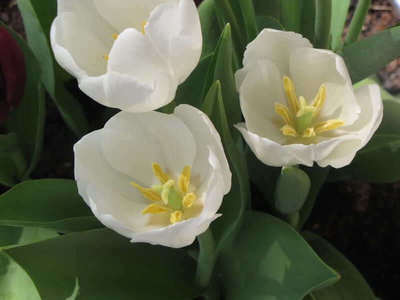 White Tulips in Bloom — Calm, Spring