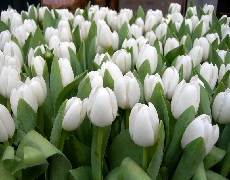White Tulips in Bloom — Calm