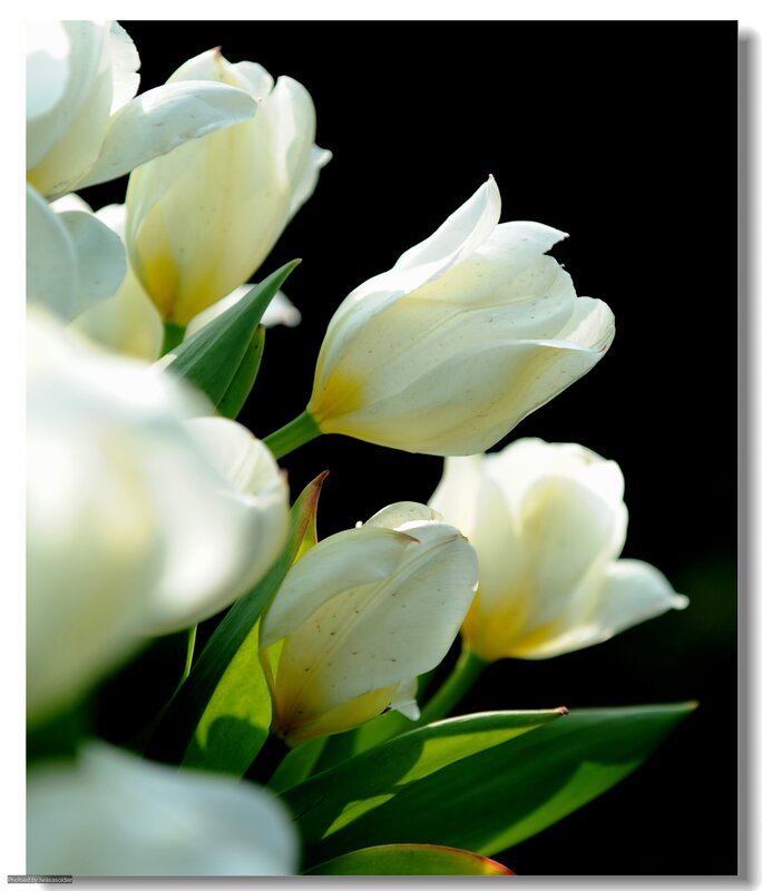 White Tulips in Bloom — Dramatic