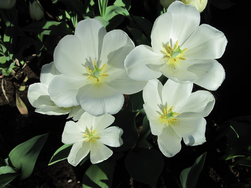 White Tulips in Bloom — Serene, Afternoon, Photograph, Green Leaves