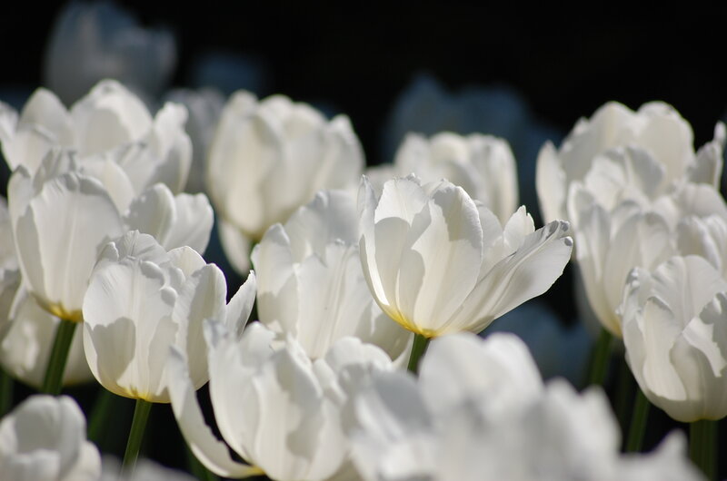 White Tulips in Bloom — Serene, Afternoon