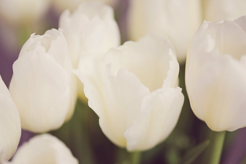 White Tulips in Bloom — Serene, Photograph