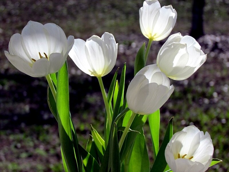 White Tulips in Bloom — Serene, Spring, Photograph