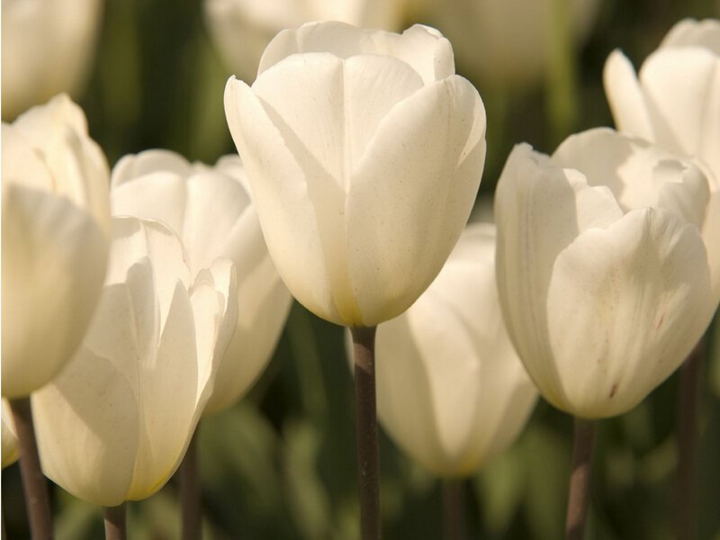 White Tulips in Bloom — Serene, Spring