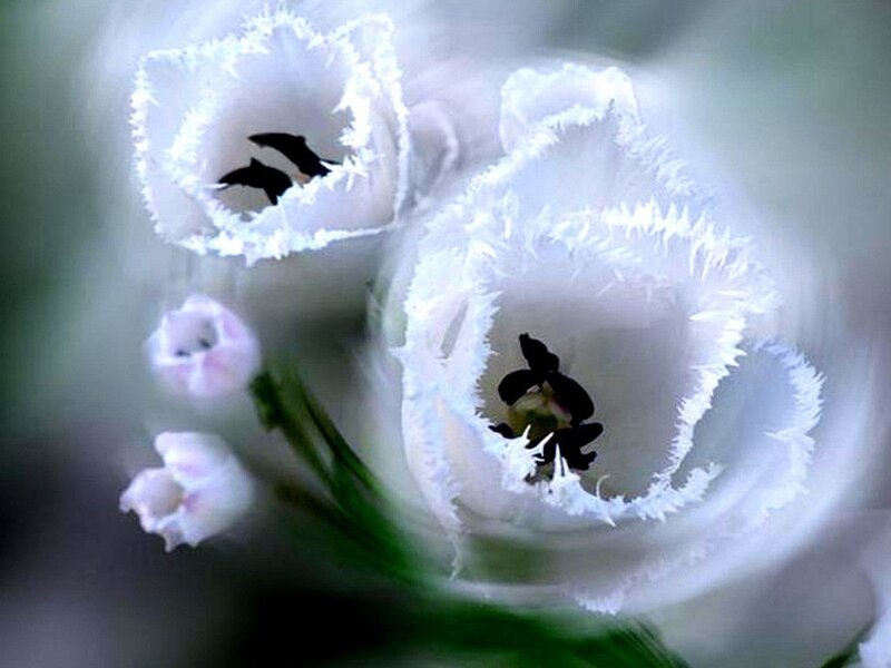 White Tulips in Bloom — Serene