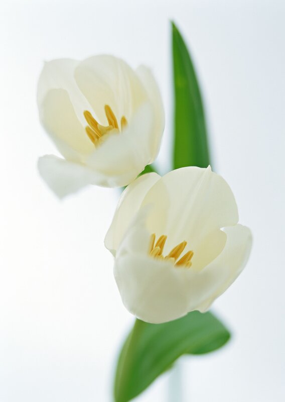 White tulips in bloom