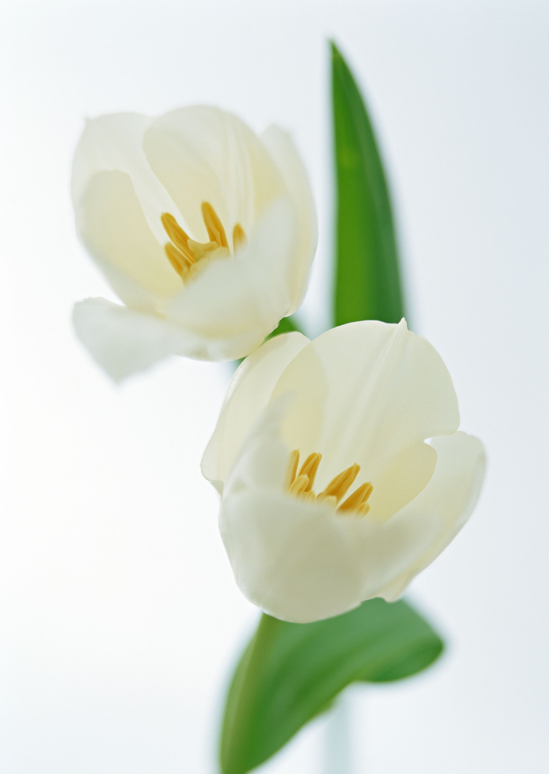 White tulips in bloom