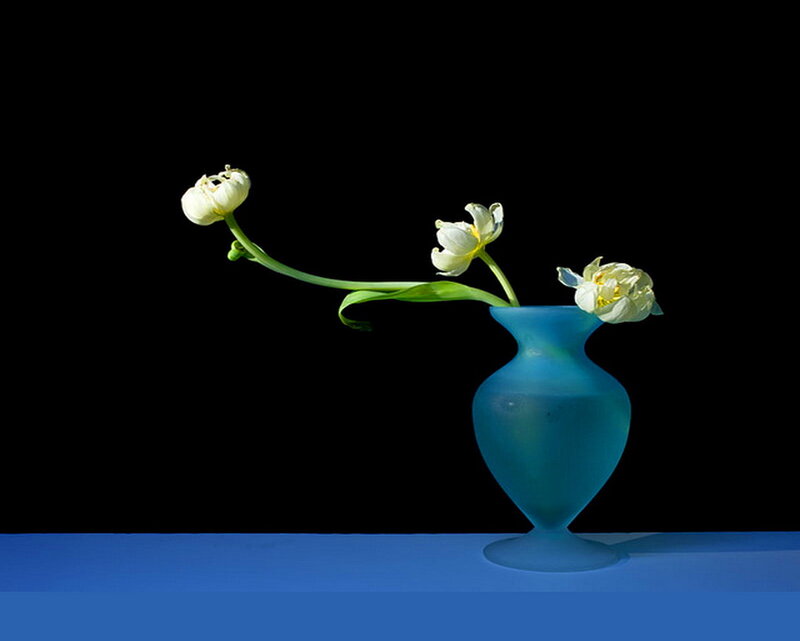 White Tulips in Blue Vase