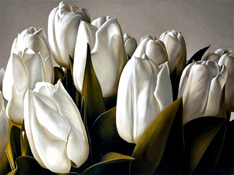 White Tulips in Bouquet — Calm
