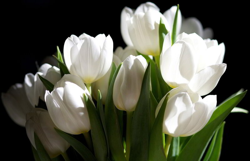 White Tulips in Bouquet — Dramatic, Photograph, Green Leaves