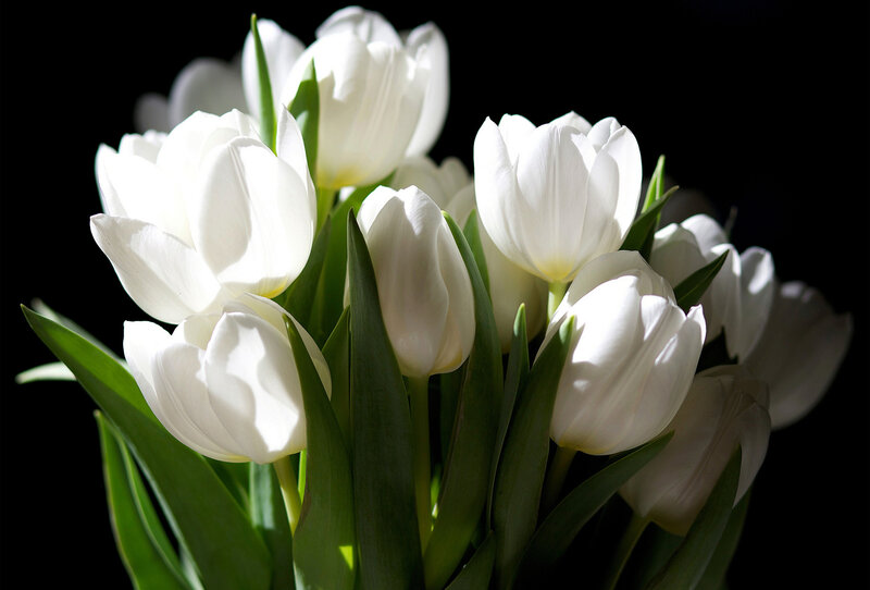 White Tulips in Bouquet — Dramatic, Photograph