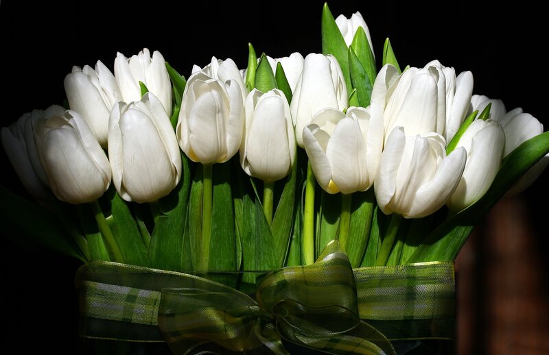White Tulips in Bouquet — Dramatic