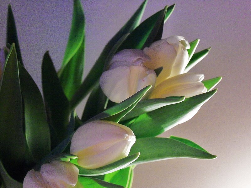 White Tulips in Bouquet