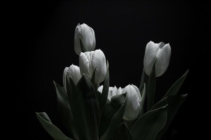 White Tulips in Dark