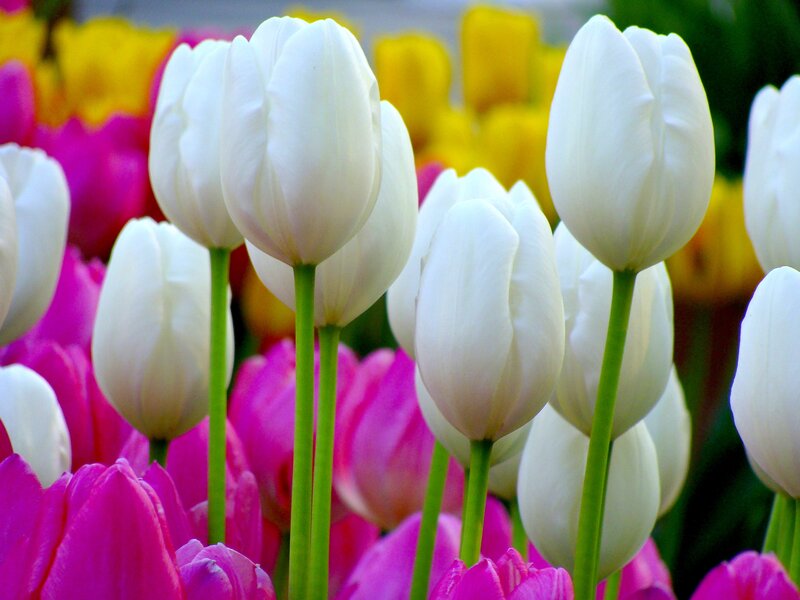 White Tulips in Field — Calm