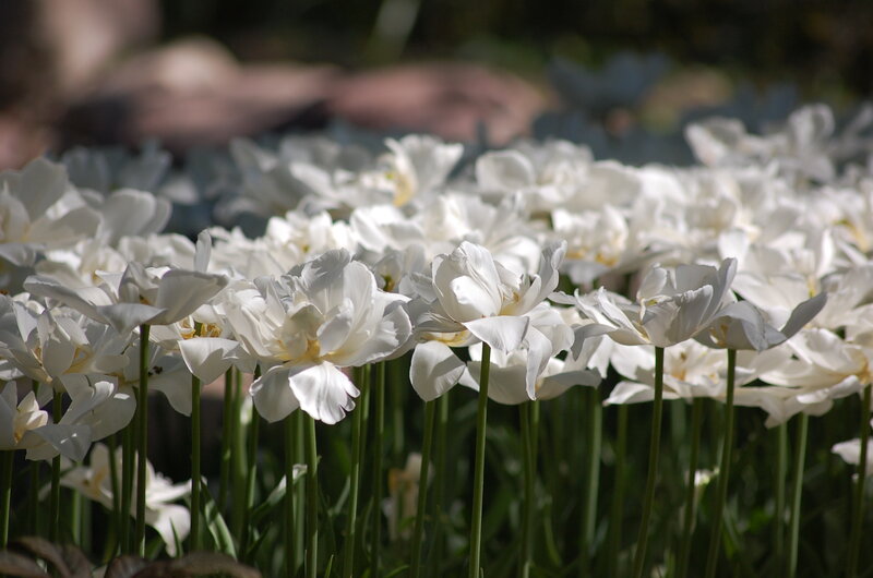 White Tulips in Field — Serene, Afternoon