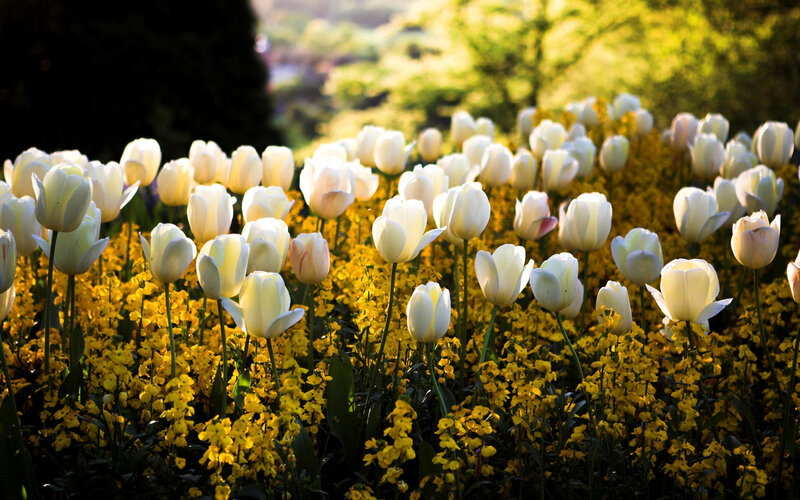 White Tulips in Field — Serene, Morning