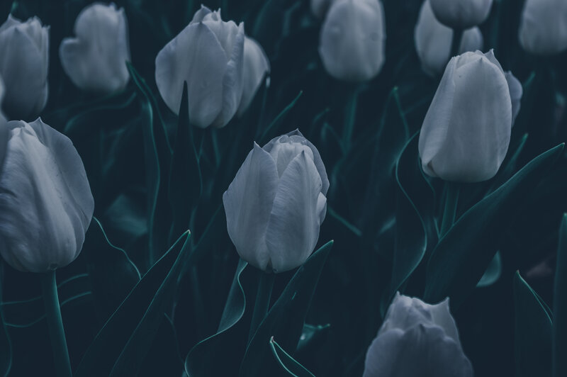 White Tulips in Field — Serene, Night