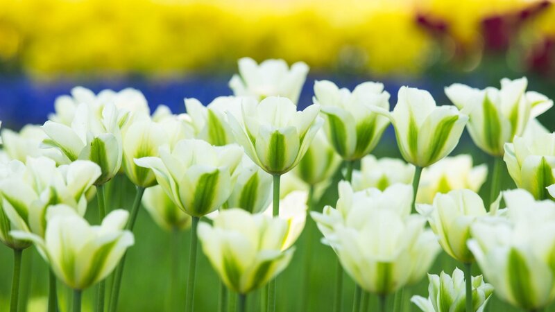 White Tulips in Field — Serene, Spring, Photograph, Flowers, Green Stems