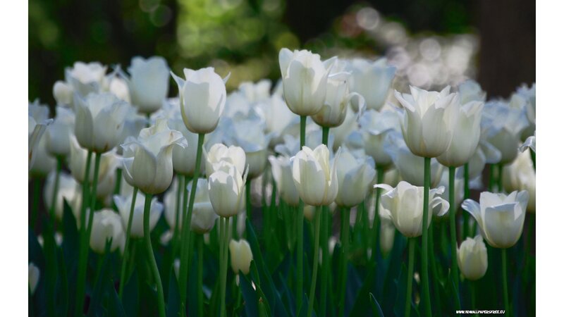 White Tulips in Field — Serene, Spring, Photograph, Green Stems, Leaves, Sunlight