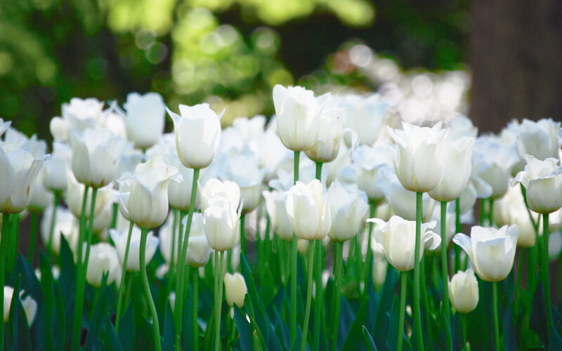 White Tulips in Field — Serene, Spring, Photograph, Green Stems, Leaves